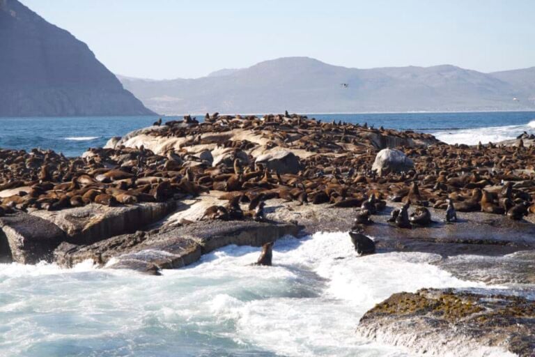 Cape Peninsula Private Half Day Tour